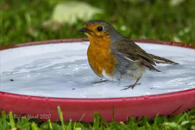 "Oh, Wasser - ich habe lange nicht gebadet" ...