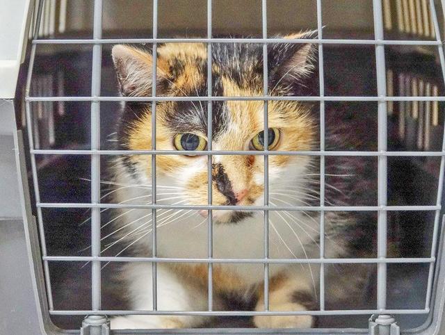 756: Katze, weiblich; gefunden am 4. Juni in einem Keller an der Magdalenenstraße in Rüttenscheid