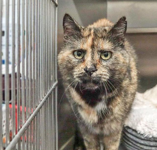 734: Katze, weiblich; gefunden am 2. Juni in Bergeborbeck. Die Katze wird bereits seit Jahren in einer Kleingartenanlage gefüttert, vielleicht wird sie  schon länger vermisst.