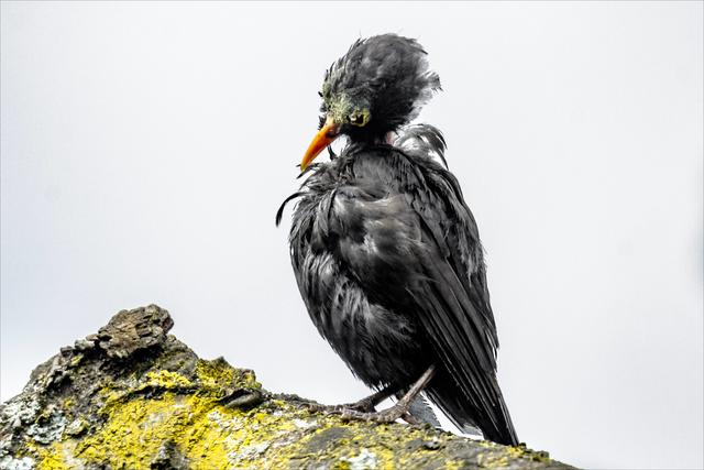 "Geieramsel" - Aufnahme vom 25.05.2020
Hier bietet "Struppi" Model-Charakter