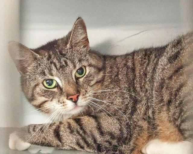 764: Katze, weiblich; gefunden am 5. Juni an der Zollvereinstraße in Katernberg; das Tier hielt sich seit Mitte Mai in der Gegend auf.