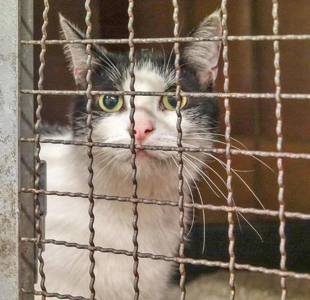 737: Kater,  kastriert; gefunden am 3. Juni im Löwental in Werden. Der Kater hielt sich seit ca. einer Woche in der Gegend auf.