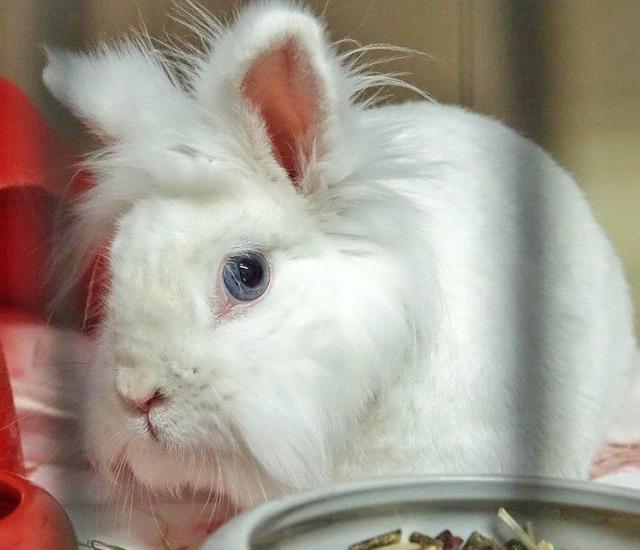 728: Kaninchen, männlich, kastriert; gefunden am 31. Mai an der Straße „Im Streb“ in Stoppenberg