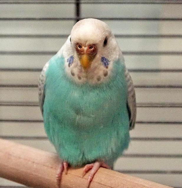 732: Wellensittich, weiblich; gefunden am 2. Juni in Essen; genauer Fundort leider nicht bekannt.