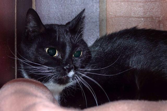 749: Katze, weiblich; gefunden am 3. Juni in einer Gartenhütte am Zahnrad in Heidhausen