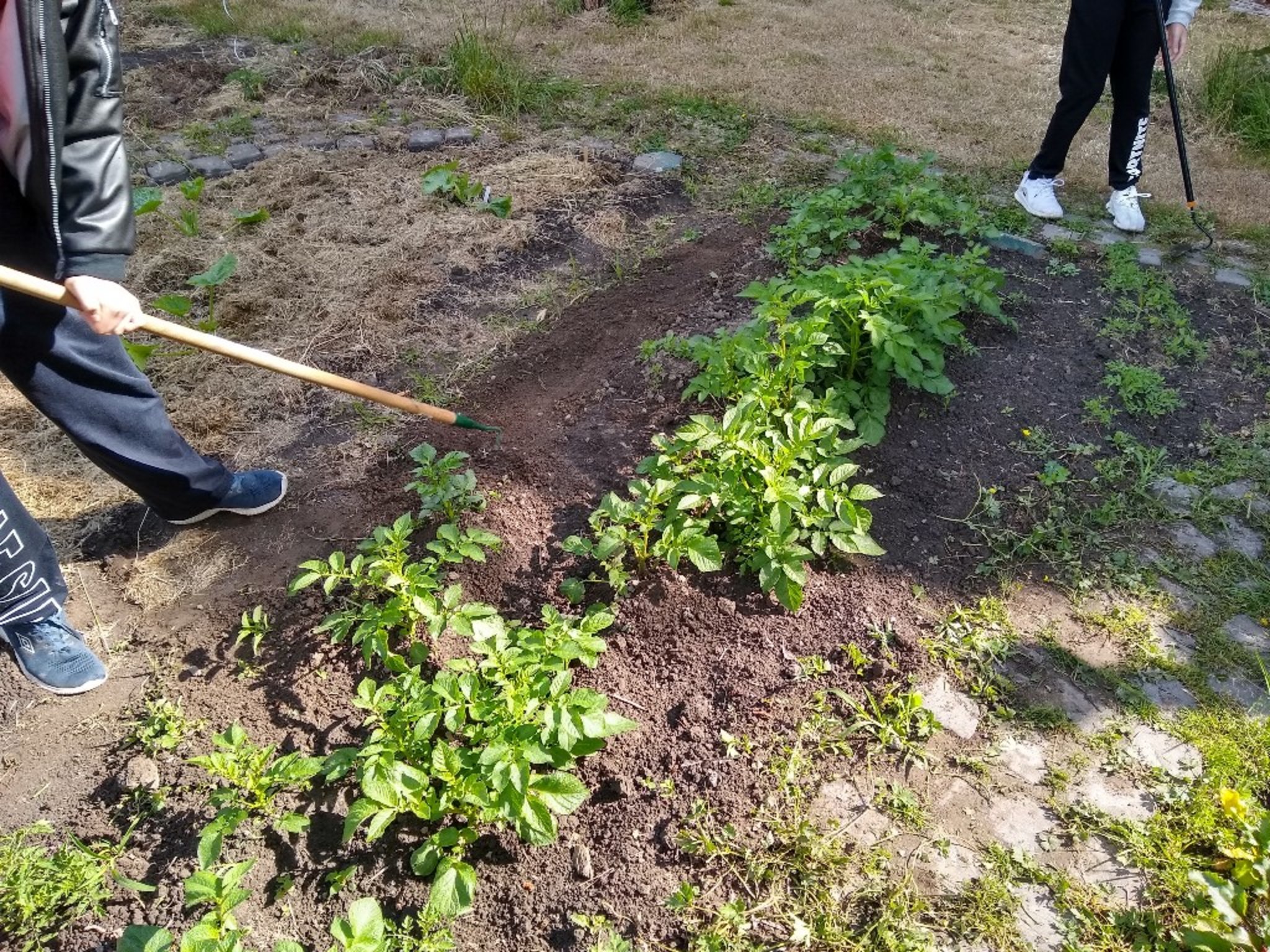 Jetzt wird mit großen und kleinem Stiele geackert! Wachsen und Lernen