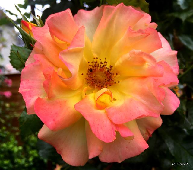 Kunstwerke der Natur...