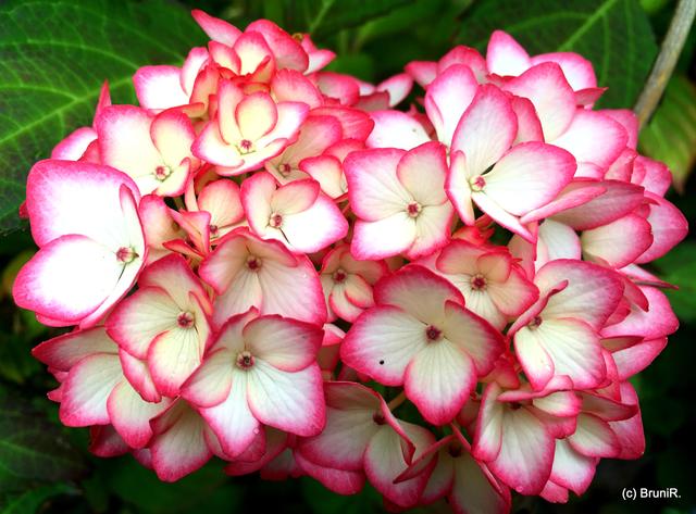 HORTENSIEN... ♥
*