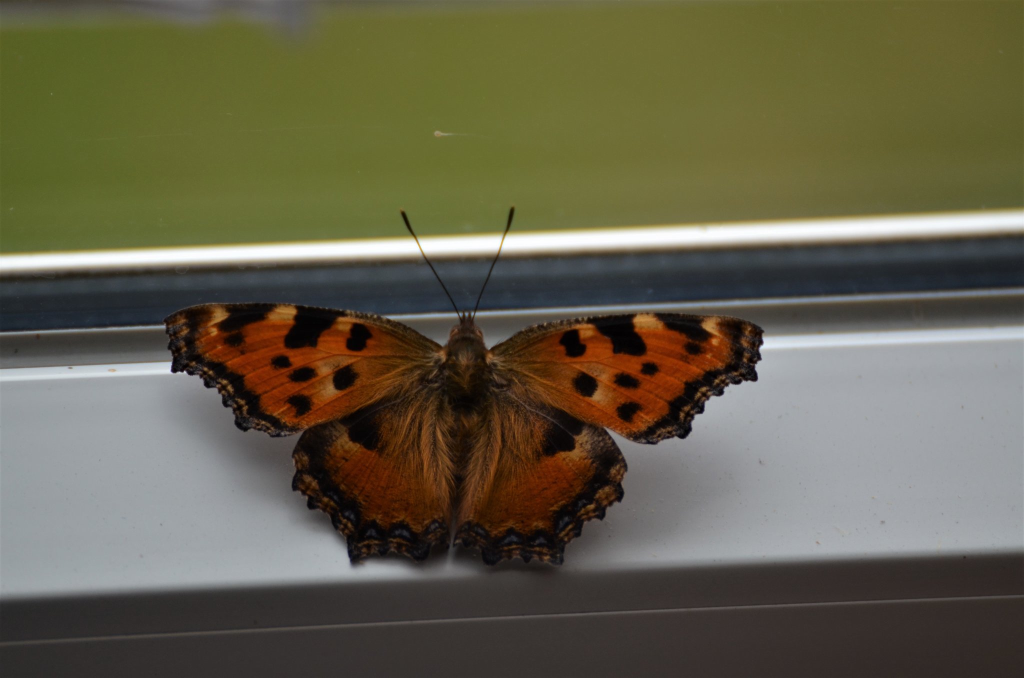 Schmetterling Edelfalter Herne