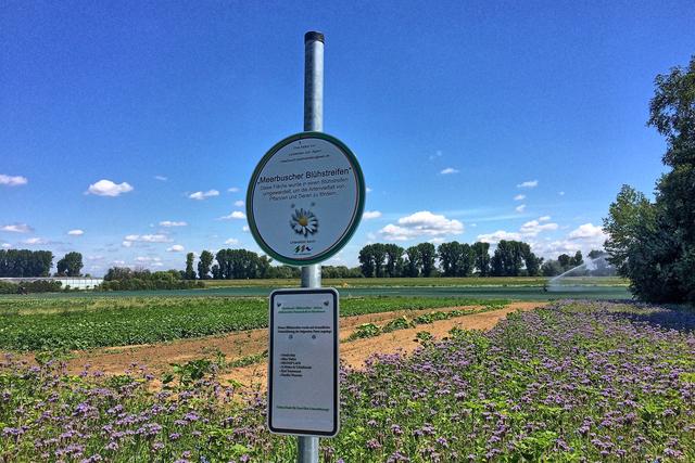 Blühstreifen in Büderich