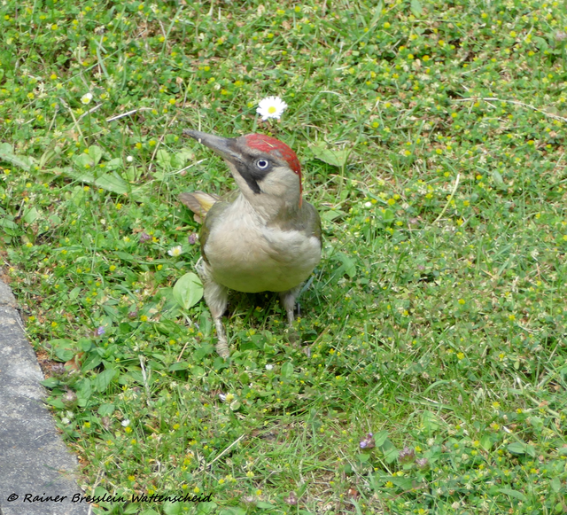 Ach was!
Foto: Rainer Bresslein