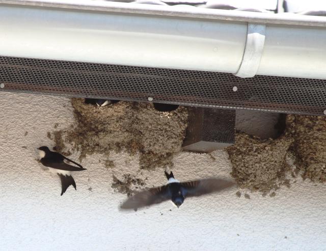 Mehlschwalbe sind Koloniebrüter. Sie lieben eine enge Nachbarschaft.