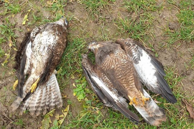 Zwei nachweislich mit einem verbotenen Insektizid getötete Mäusebussarde. Quellenangabe: Komitee gegen den Vogelmord e.V."