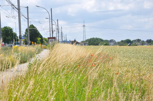 Um all die neuen Gleise und Fahrspuren unterzubringen, hat die Stadt Dortmund südliche Bereiche des Brackeler Feldes erworben. So kann der gesamte Hellweg-Neubau bis zu sechs Meter Richtung Richtung Norden wachsen. Häuser werden nicht abgerissen - sie werden umfahren. | Foto: Stadtanzeiger Dortmund, Käfer
