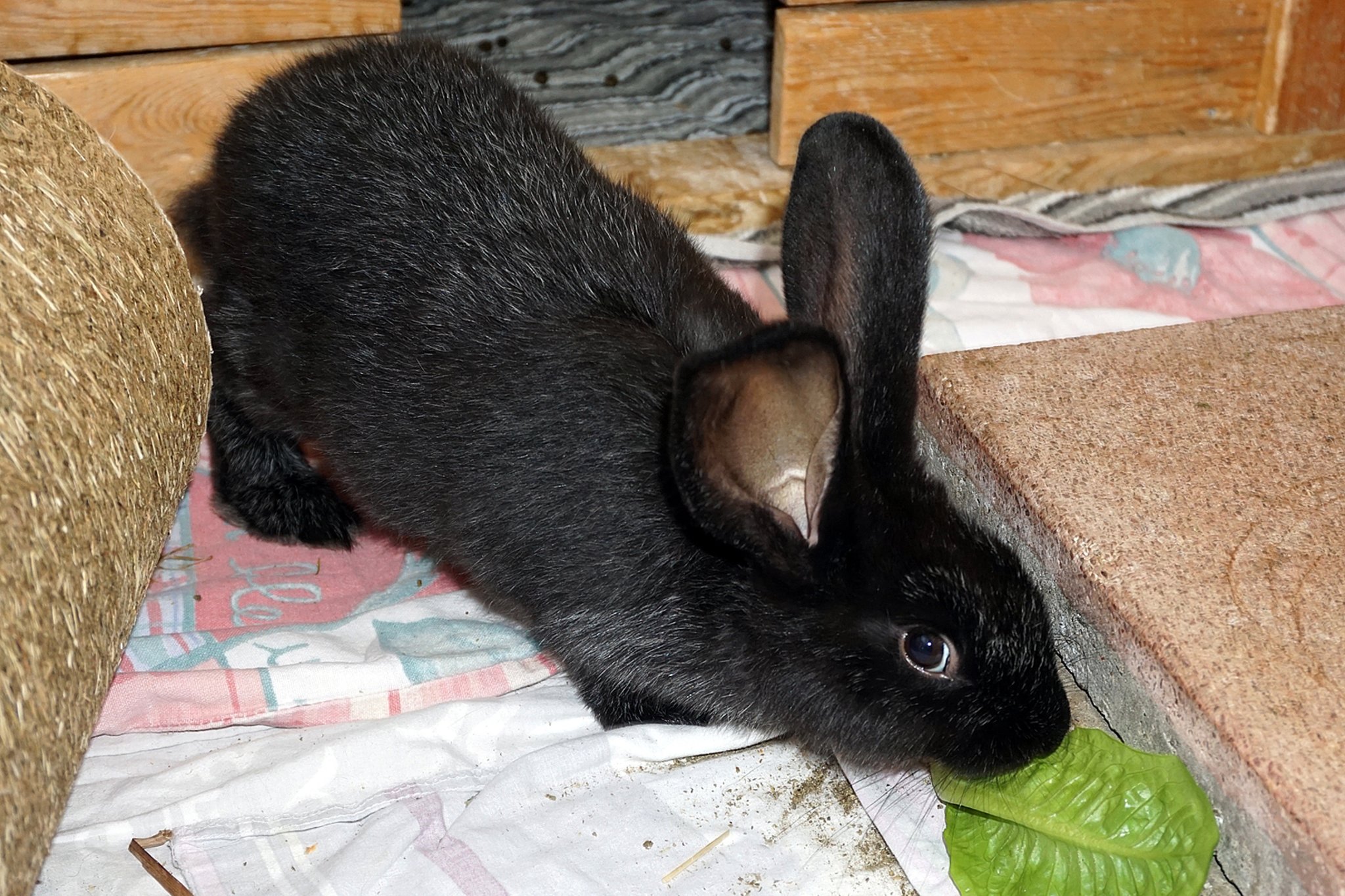 Das Tier der Woche Kaninchen Paulina und Fips suchen im Doppelpack ein