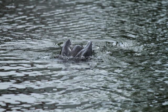 abtauchender Kormoran