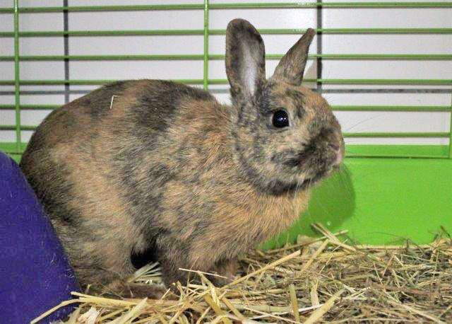 923 + 929: 2 Kaninchen, männlich, nicht kastriert und weiblich; gefunden am 27. Juni an der Vierhandbank in Kray