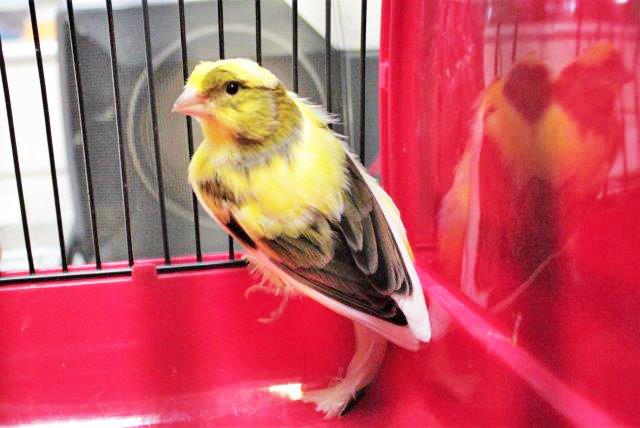 956: Kanarienvogel; gefunden am 30. Juni an der Hermann-Rotthäuser-Straße in Horst