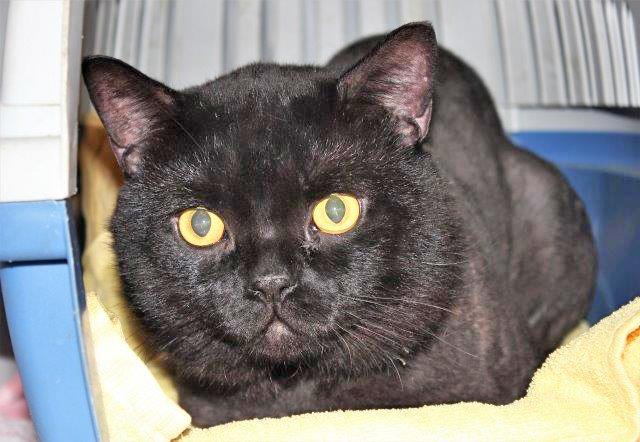 976: Kater, Mix-British Kurzhaar, nicht kastriert; gefunden am 3. Juli an der Grillostraße im Essener Nordviertel. Der Kater stand in einer Transportbox vor der Tierheim-Tür. 