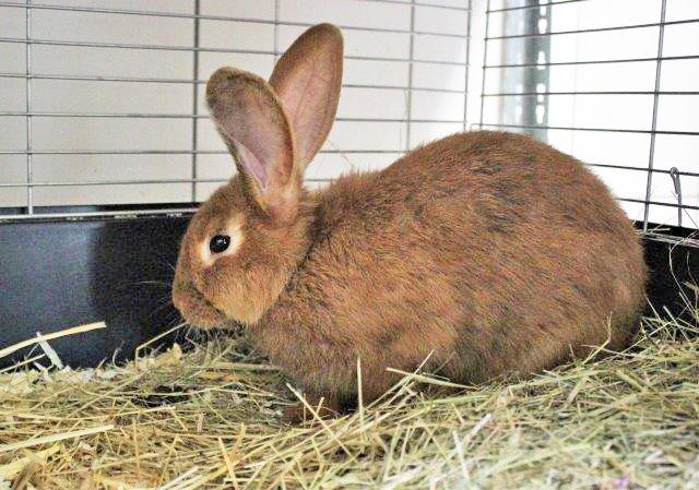 923 + 929: 2 Kaninchen, männlich, nicht kastriert und weiblich; gefunden am 27. Juni an der Vierhandbank in Kray