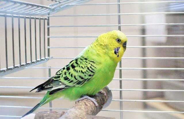 928: Wellensittich, männlich; gefunden am 29. Juni an der Kaiserswerthstraße in Karnap