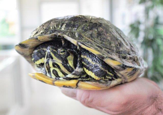 936: Gelbwangenschildkröte, weiblich; gefunden am 29. Juni am Niederfeldsee in Altendorf