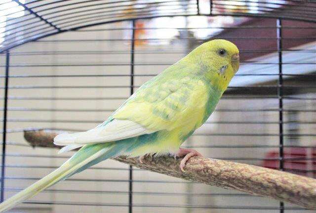 942: Wellensittich, weiblich; gefunden am 30. Juni an der Holzstraße im Essener Nordviertel