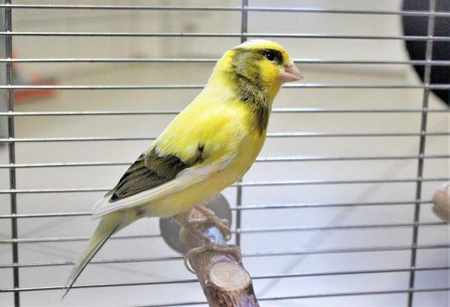 935: Kanarienvogel; gefunden am 29. Juni an der Steubenstraße im Südostviertel. Der Vogel trägt einen Ring.