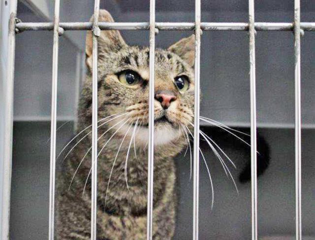 938: Kater, kastriert; gefunden am 29. Juni in Werden; ist gechippt (2760XXXXXXX3769)