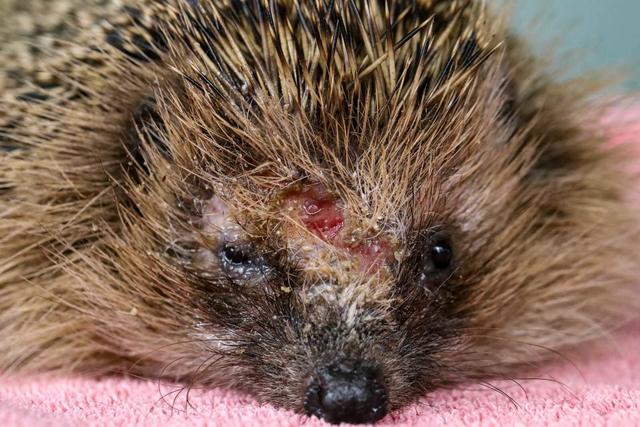 Der Igel hat überlebt, ist aber noch immer gezeichnet von dem Messern des Mähroboters.