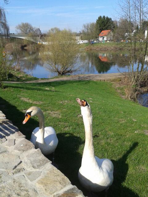 immer etwas zu meckern.