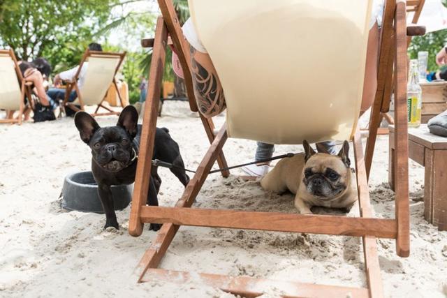 Foto:
muto.de
Vierbeiner erlaubt. 