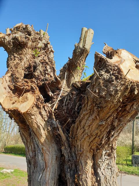 wird schon wieder...