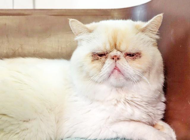 1087: Kater, nicht kastriert; gefunden am 21. Juli an der Sälzerstraße in Altendorf