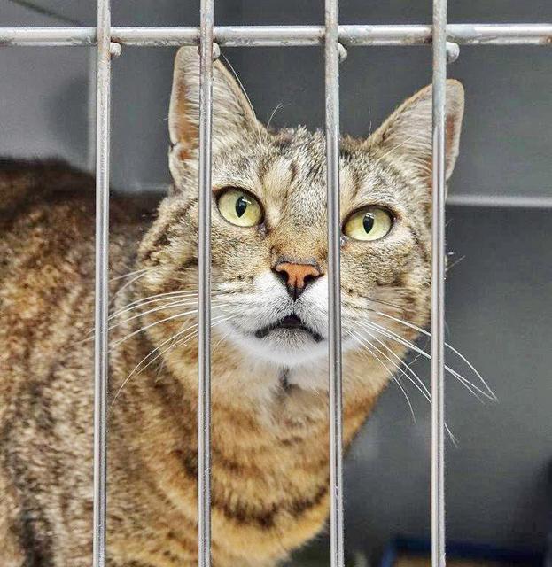 1068: Katze, weiblich; gefunden am 20. Juli an der Steeler Straße in Steele