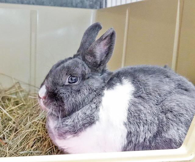 1091+ 1092: 2 Kaninchen, weiblich + männlich (kastriert); gefunden am 22. Juli am Mintarder Weg ( Hundewiese) in Kettwig