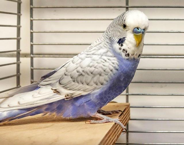 1098: Wellensittich, männlich; gefunden am 23. Juli Unterm Sternenzelt in Rüttenscheid