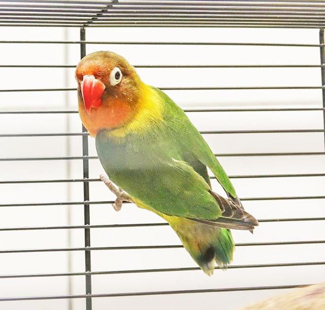 1071: Agapornide; gefunden am 20. Juli an der Ottostraße in Kray