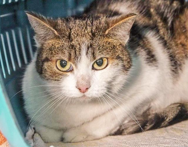 1093: Katze, weiblich; gefunden am 22. Juli an der Emscherstraße in Altenessen; ist gechippt und im polnischen Register als Kitti registriert. Leider ist keine Adresse in Deutschland hinterlegt.