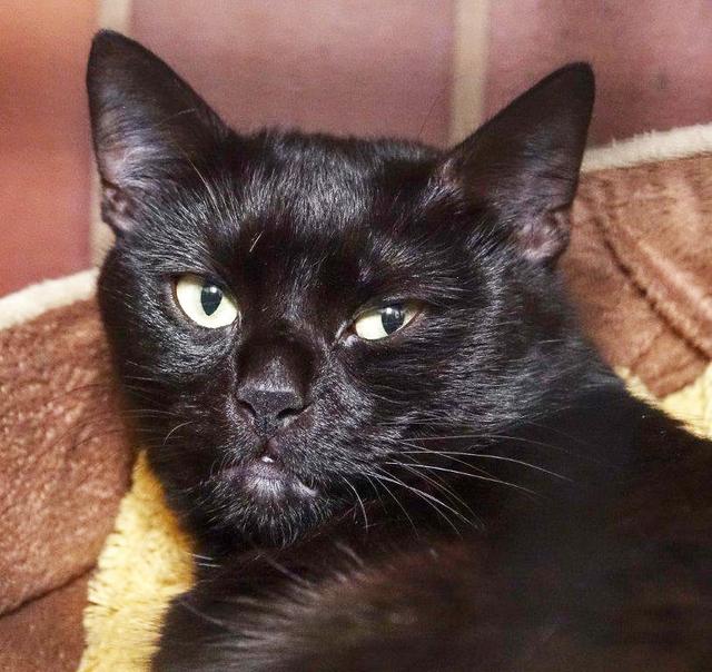 1061: Katze, weiblich; gefunden am 20. Juli am Sachsenring in Freisenbruch