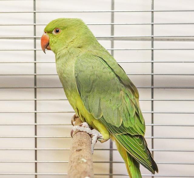 1094: Alexandersittich, gefunden am 23. Juli an der Frankenstraße in Rellinghausen