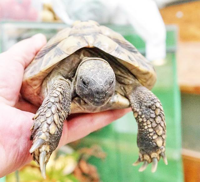1062: Griechische Landschildkröte; gefunden am 20. Juli; genauer Fundort leider nicht bekannt
