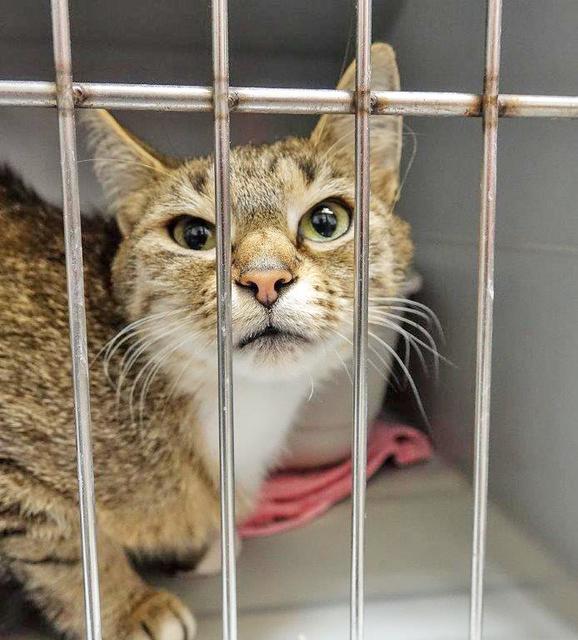 1076: Katze, weiblich; gefunden am 21. Juli am Eltingplatz im Essener Nordviertel