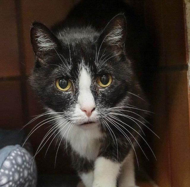 1063: Kater, kastriert; gefunden am 20. Juli in der Kleingartenanlage Im Mühlenbruch in Stoppenberg