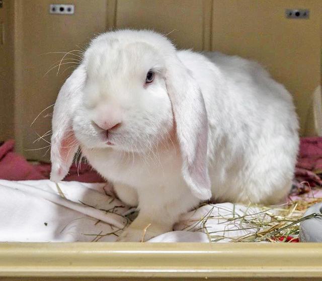 1091+ 1092: 2 Kaninchen, weiblich + männlich (kastriert); gefunden am 22. Juli am Mintarder Weg ( Hundewiese) in Kettwig