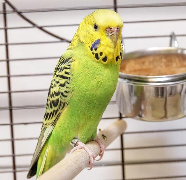 1088: Wellensittich, weiblich; gefunden am 22. Juli am RWE-Platz im Essener Nordviertel. Der Vogel ist beringt.