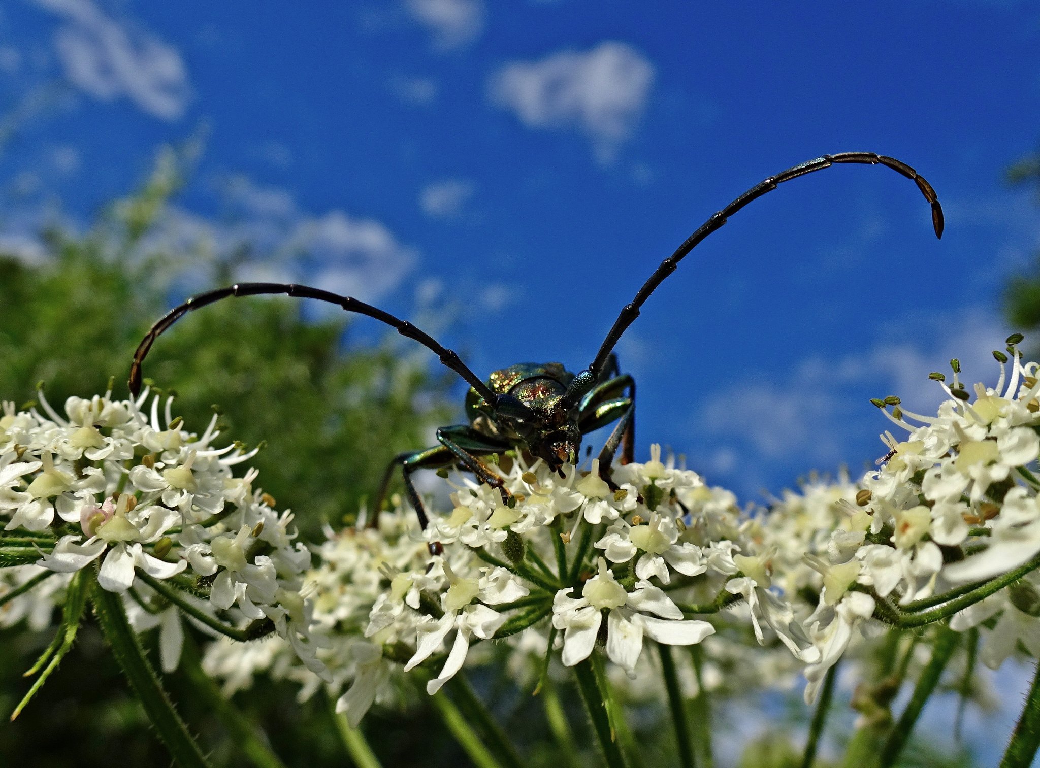 Der Moschusbock (Aromia moschata) der einzige seiner Gattung in ganz