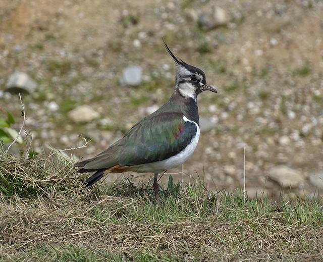 Auch die Zahl der Kiebitze ist im Kreis stark zurückgegangen, unter anderem weil den noch nicht flugfähigen Jungen Insekten als Nahrung fehlen. Foto: Monika Hertel