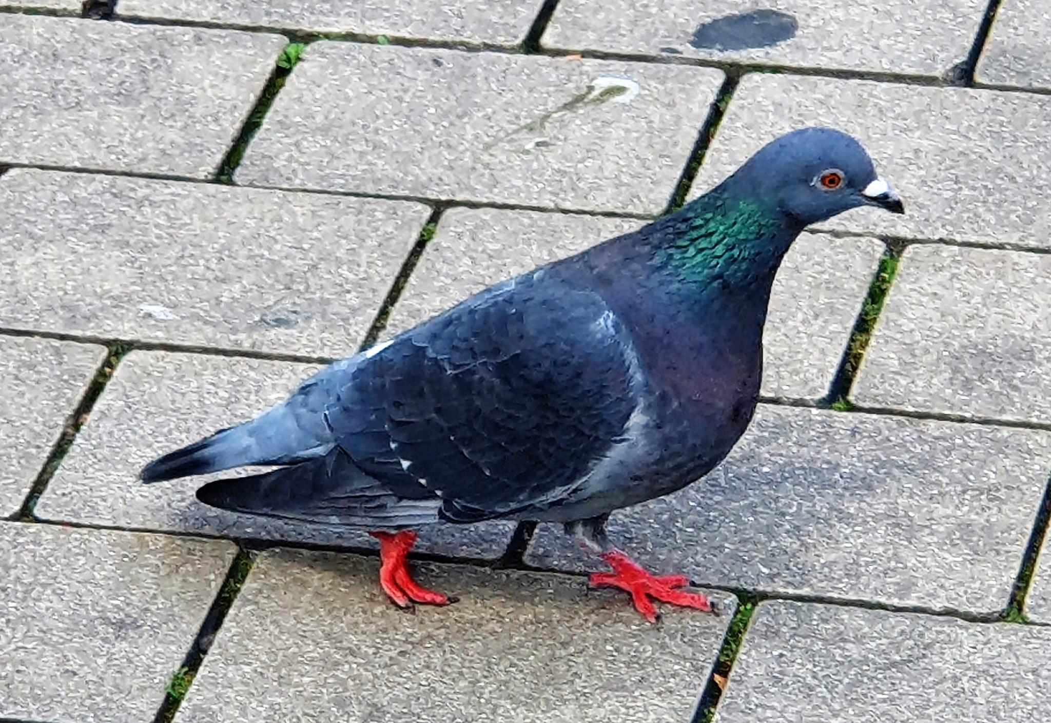 Bochumer Taube in Hattingen Getretene Taube "Andu" hatte auch eine Kugel im Flügel jetzt