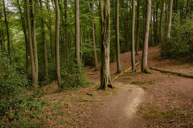 Ein weiteres Waldstück durch das der Weg verläuft